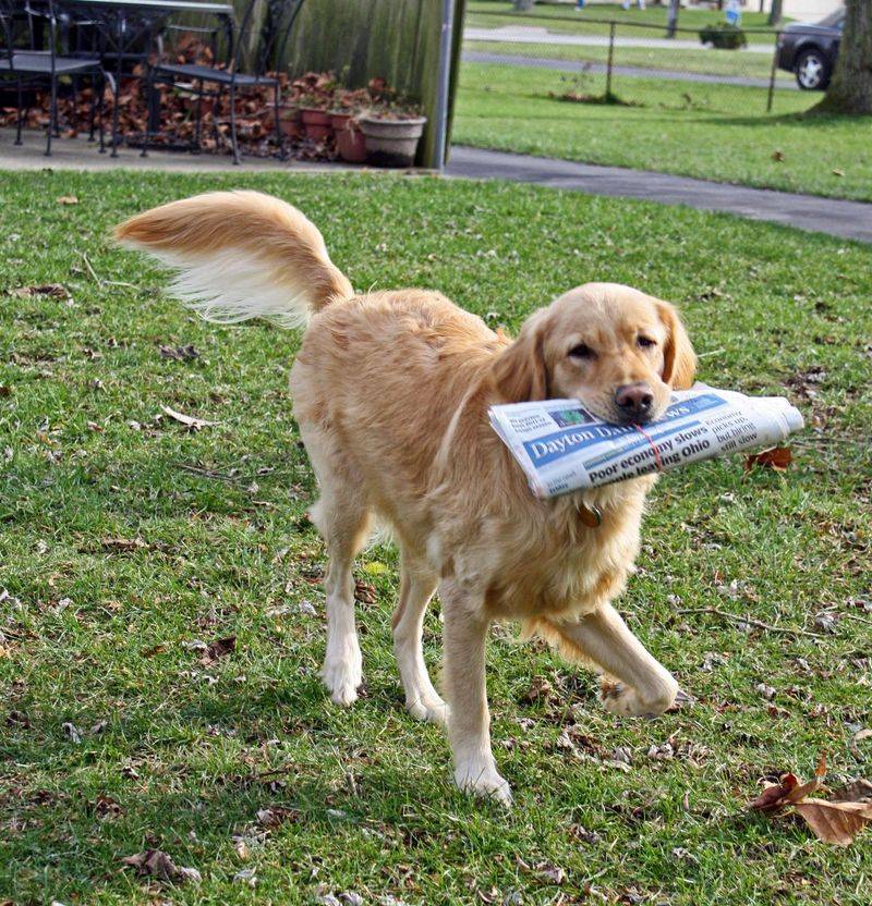 Golden Retriever