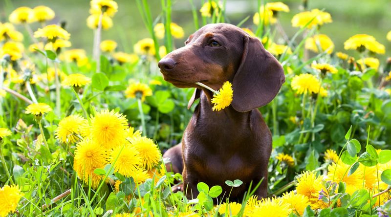 Dachshund