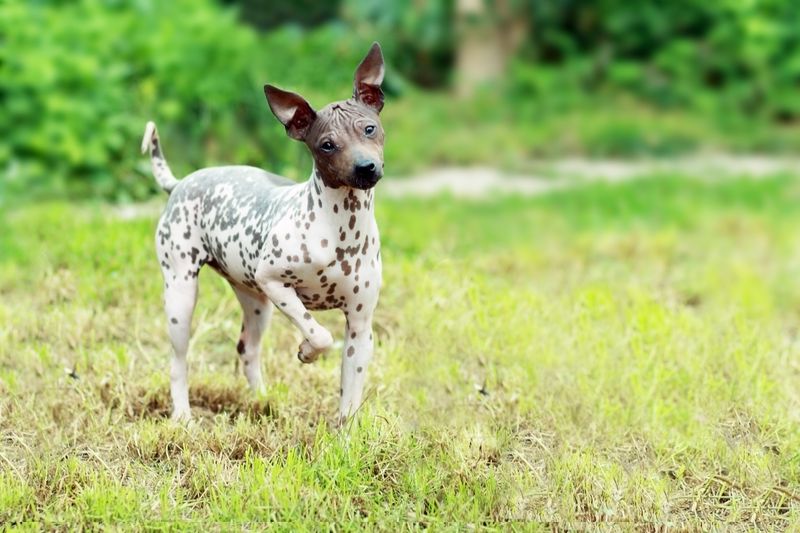 Bull Terrier