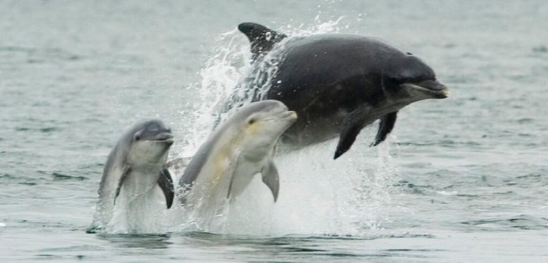 Atlantic Bottlenose Dolphin