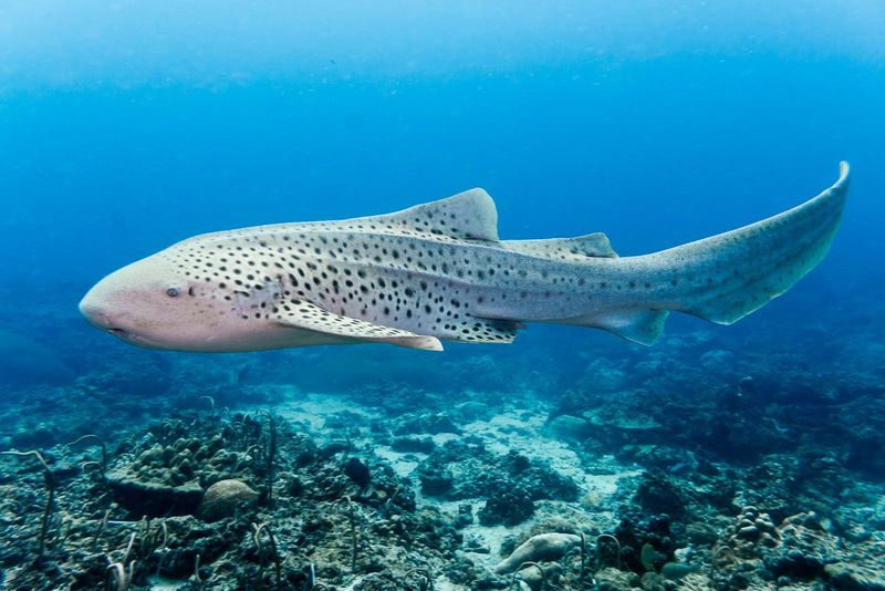 Zebra Shark's Striped Mystique