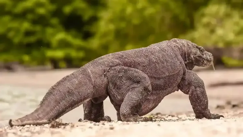 Komodo Dragon