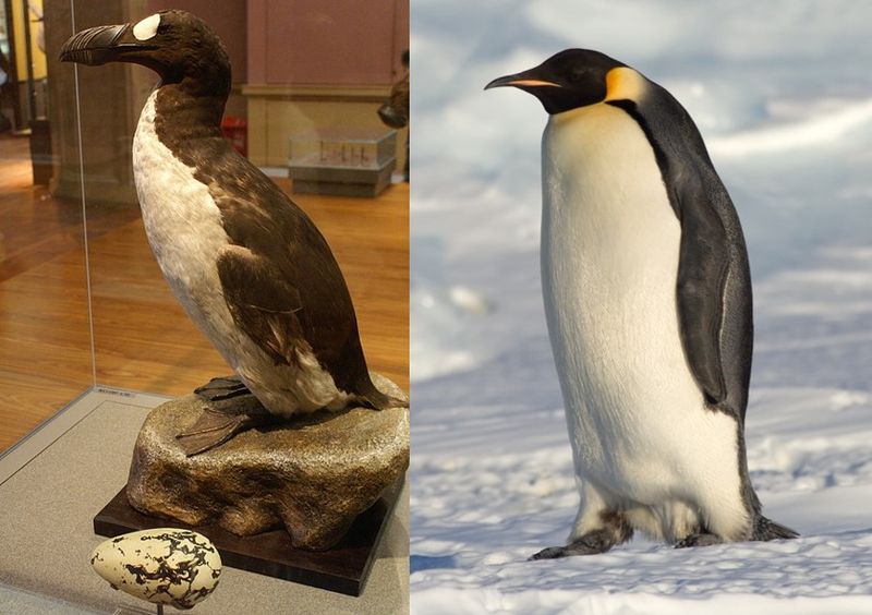 Emperor Penguins and Great Auks