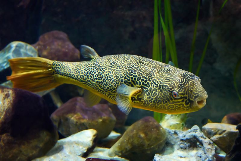 Mbu Pufferfish