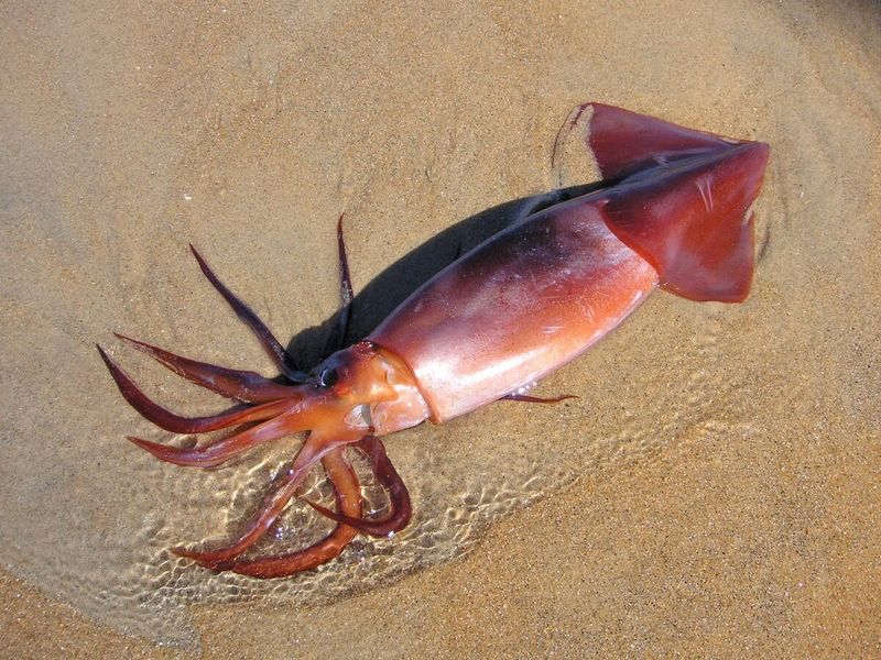 Humboldt Squid