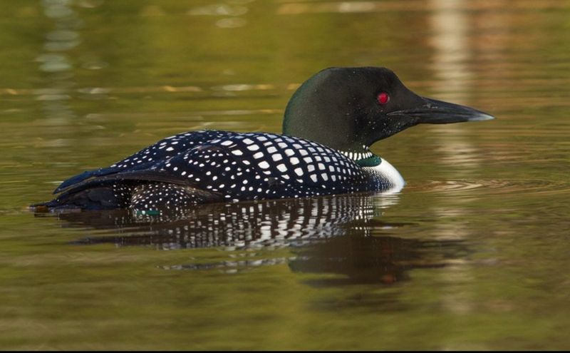 Common Loon