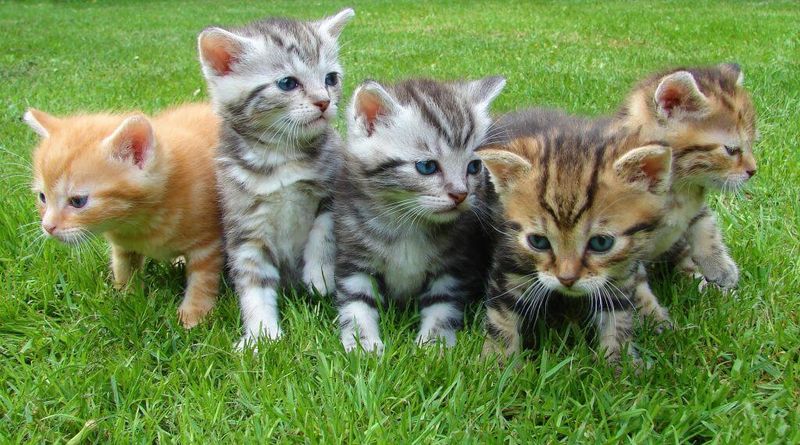 Rescue's Ripple Effect
