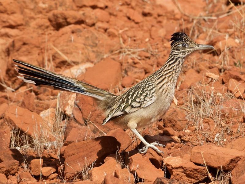 Roadrunner