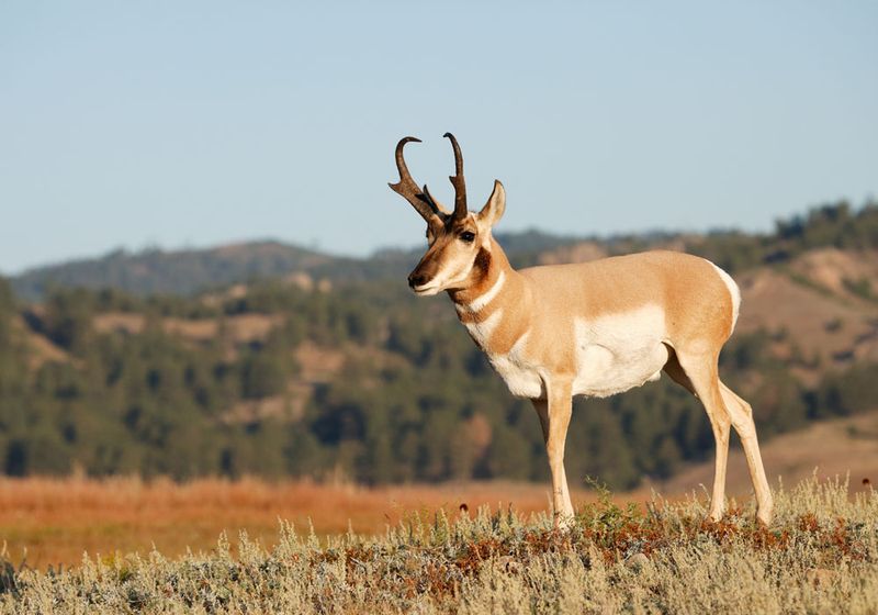 Pronghorn Antelope