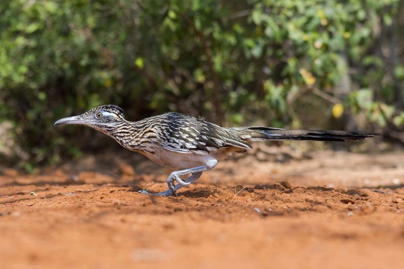 Roadrunner