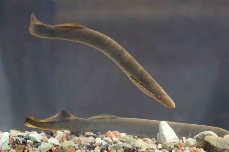 Lamprey