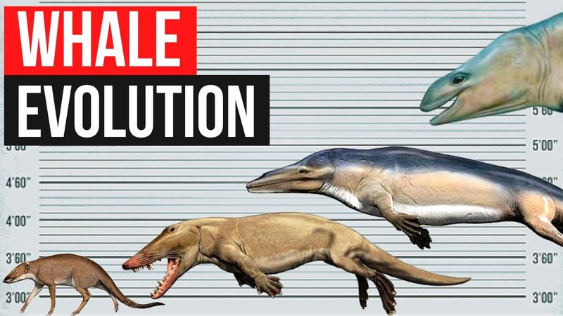 Blue Whale