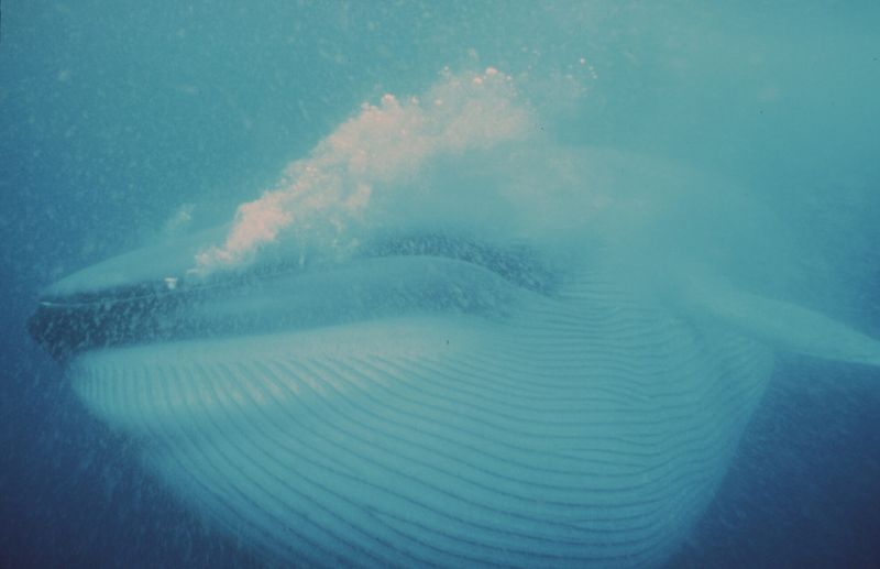 Blue Whale