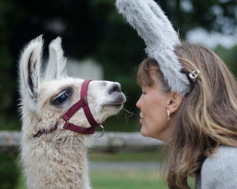 Llamas