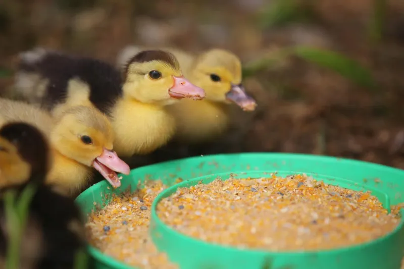 Feeding dry feed without water