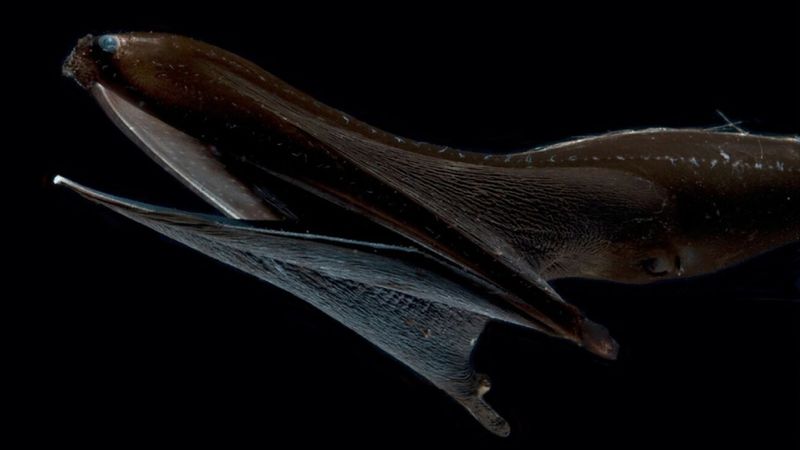 Pelican Eel