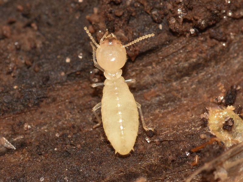 Mysterious Conehead Termites