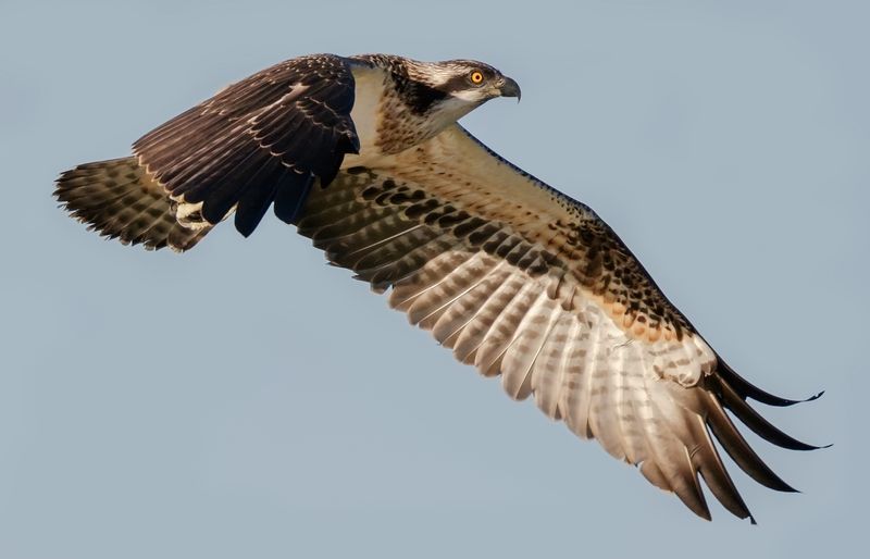 Osprey