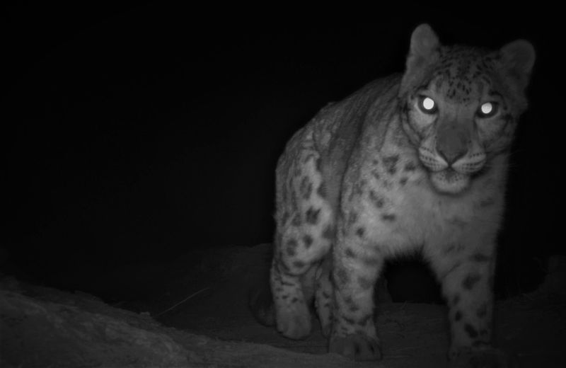 Snow Leopard