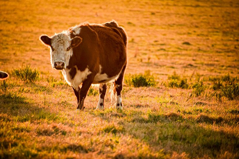Cow