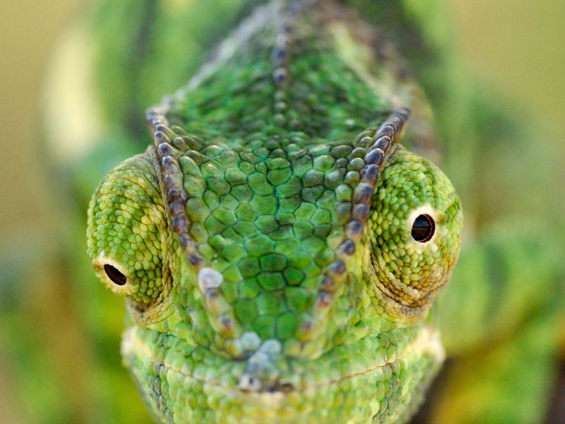 Chameleon