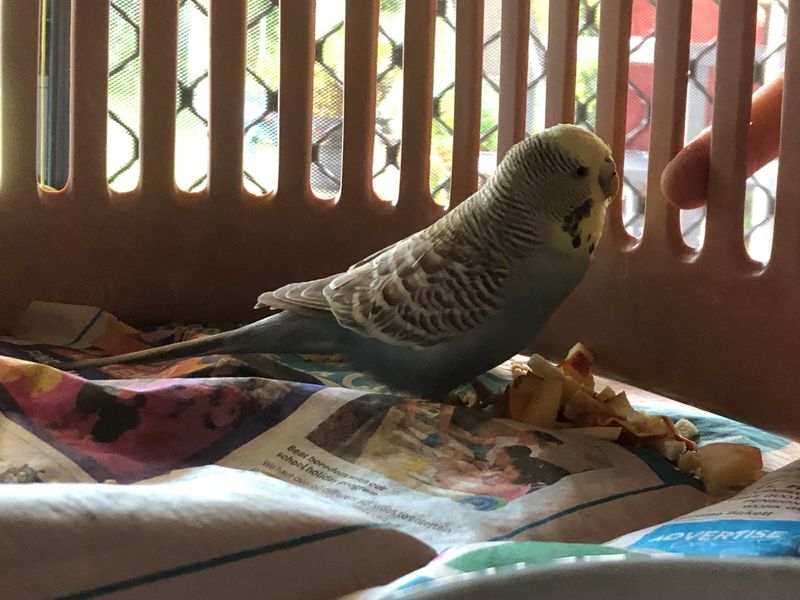 Budgerigar