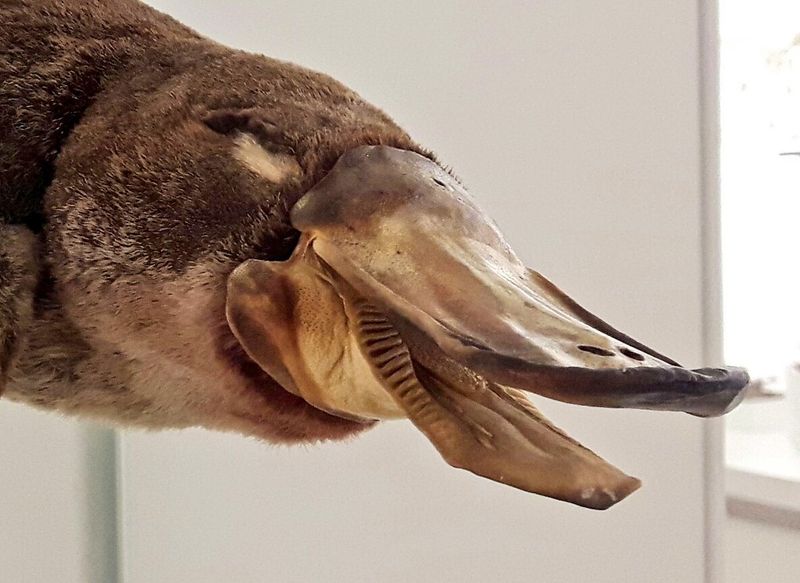 Platypus