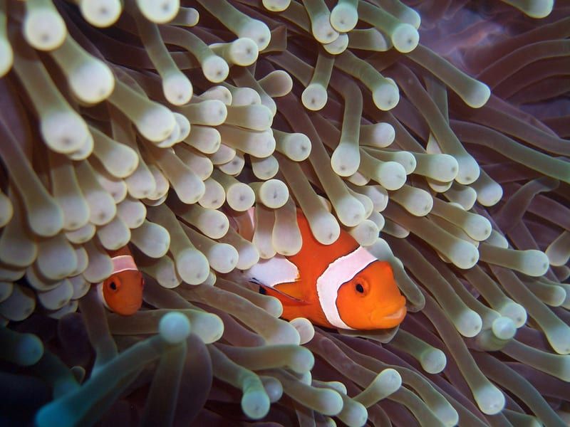 Clownfish's Symbiosis