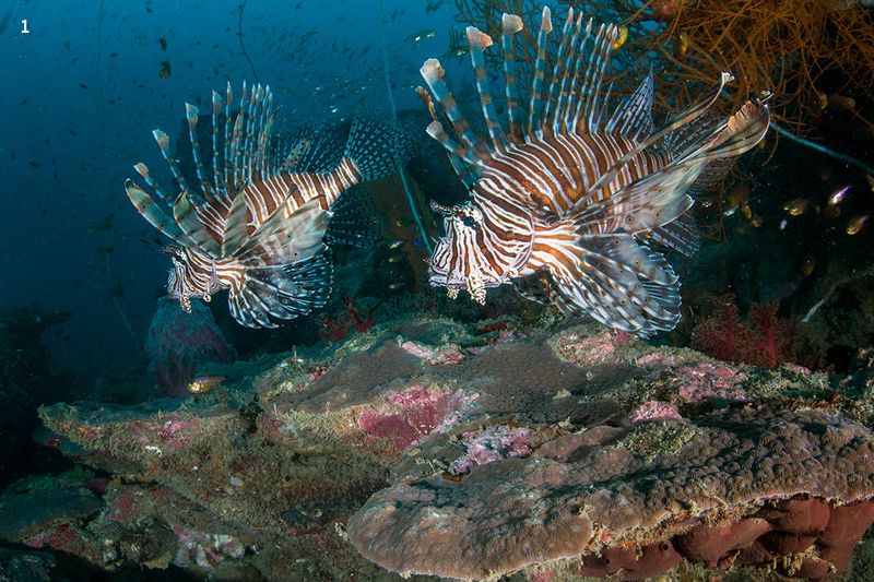 Lionfish