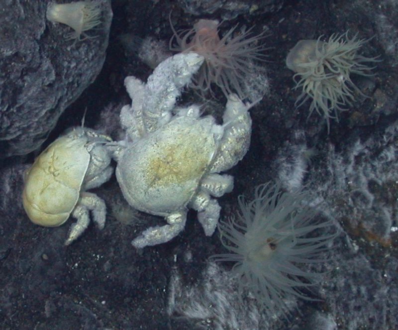 Yeti Crab