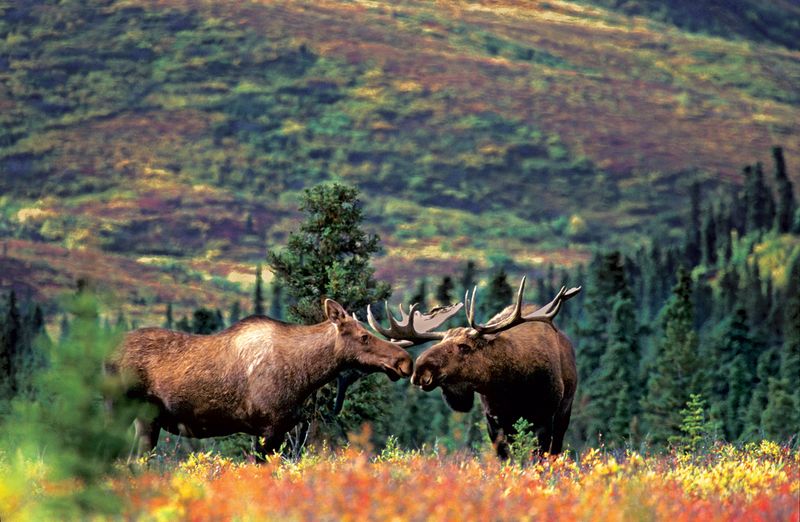 Moose