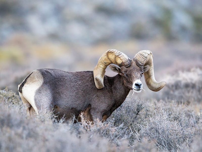 Bighorn Sheep