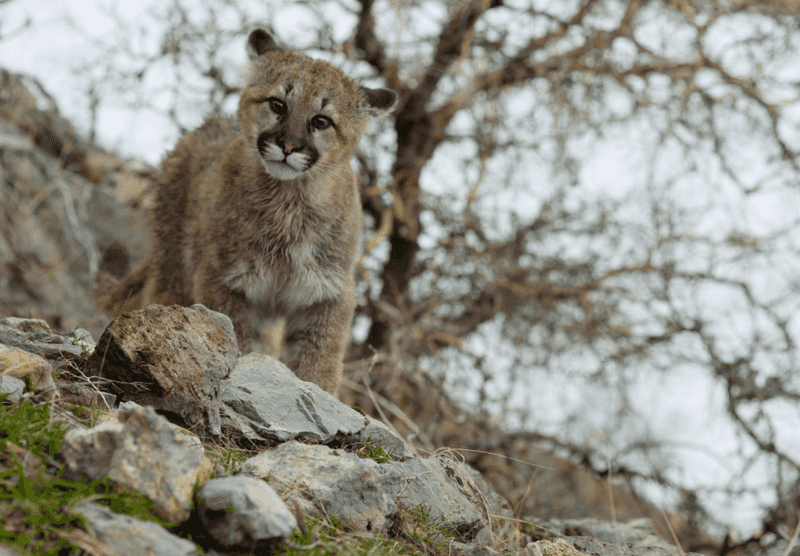 Mountain Lion