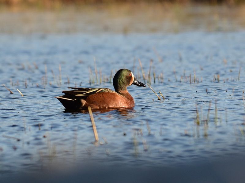 Cinnamon Teal x Blue-winged Teal