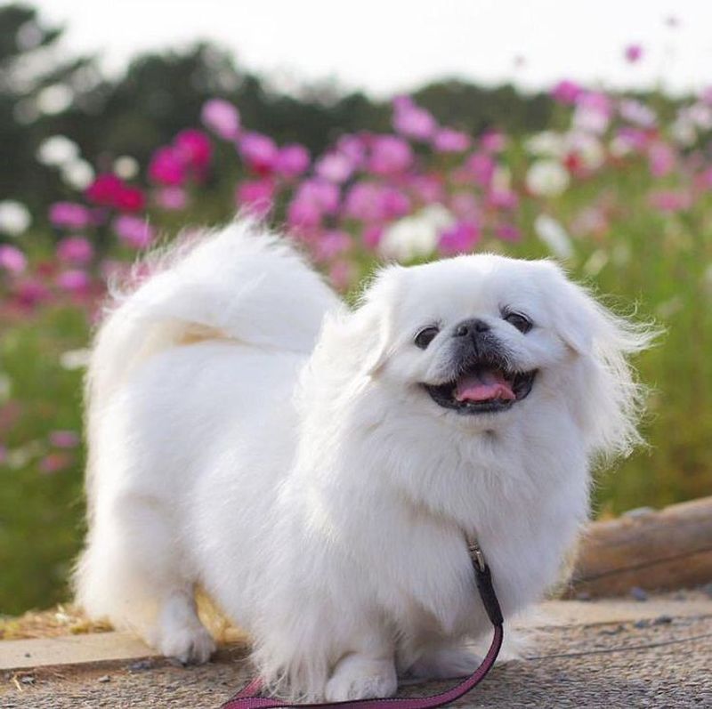 Pekingese