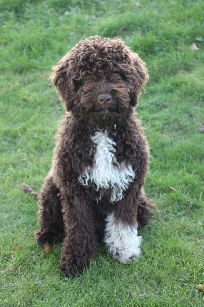 Lagotto Romagnolo