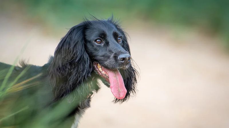 Cocker Spaniel