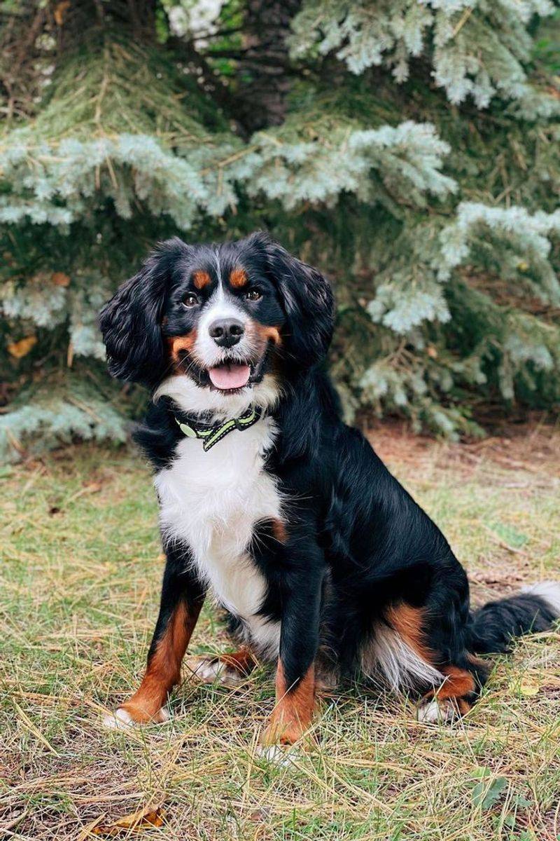 Bernese Mountain Dog