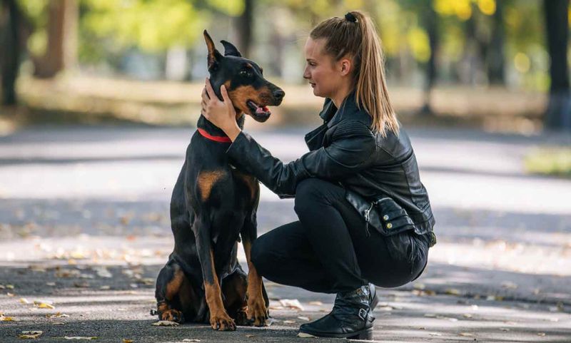 Doberman Pinscher