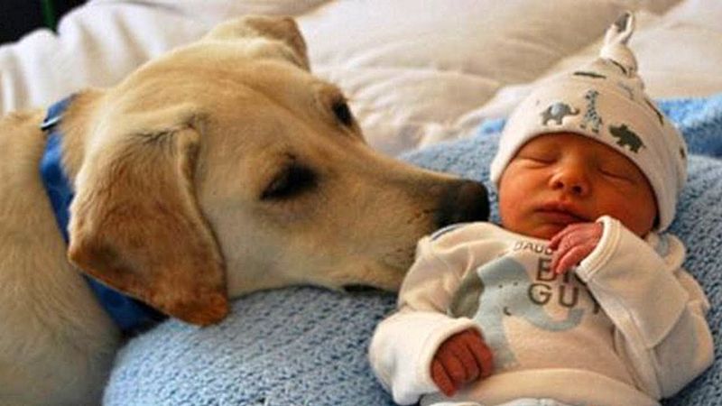 Labrador Retriever