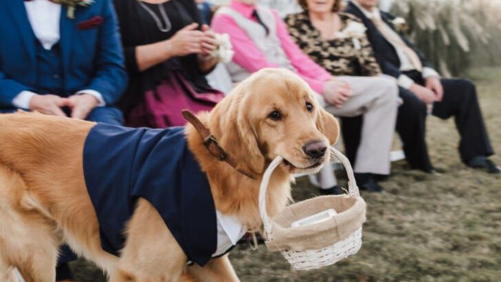 Golden Retriever’s Adorable Reaction to Being Part of Wedding Swag Will Melt Your Heart
