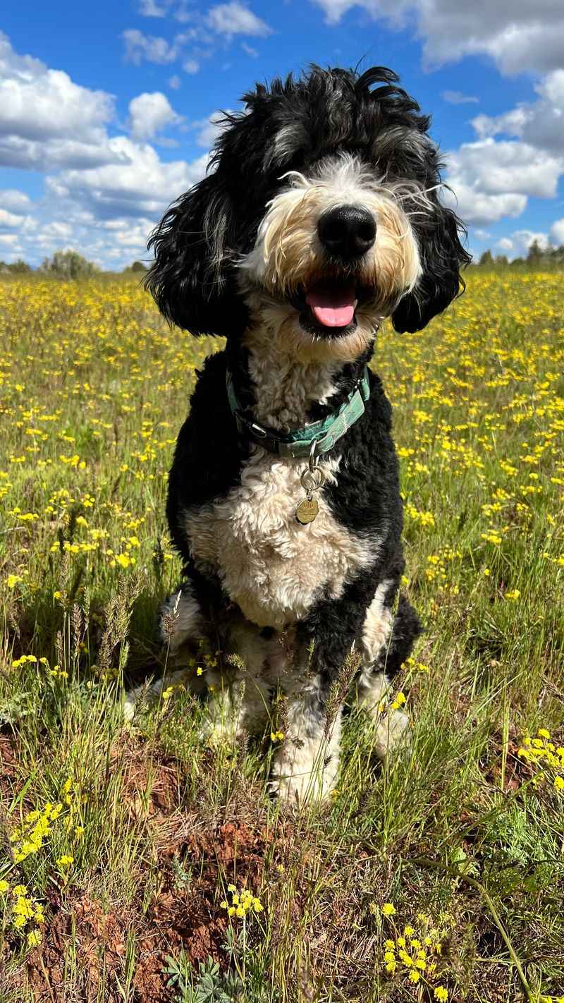 Bernedoodle