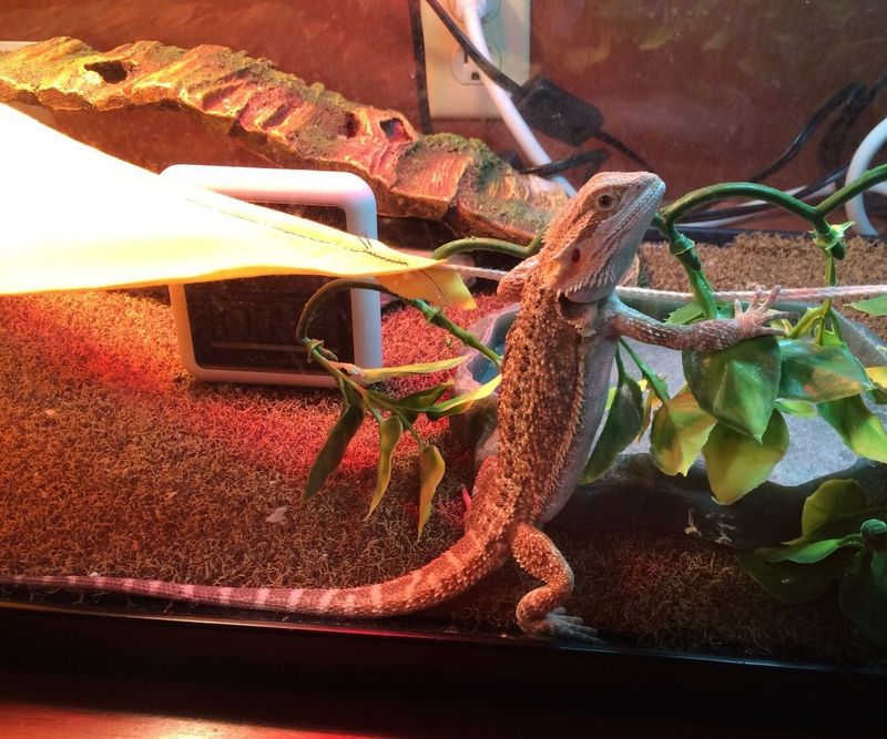 Bearded Dragon