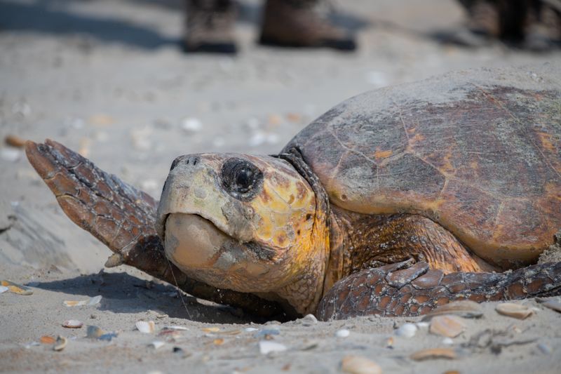 Turtles