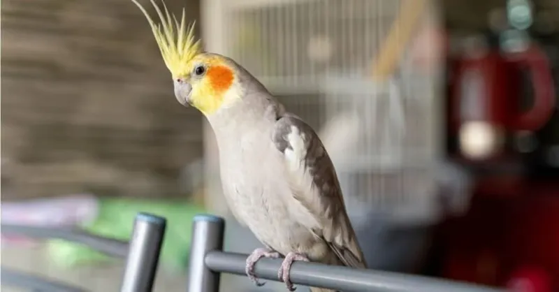 Cockatiels