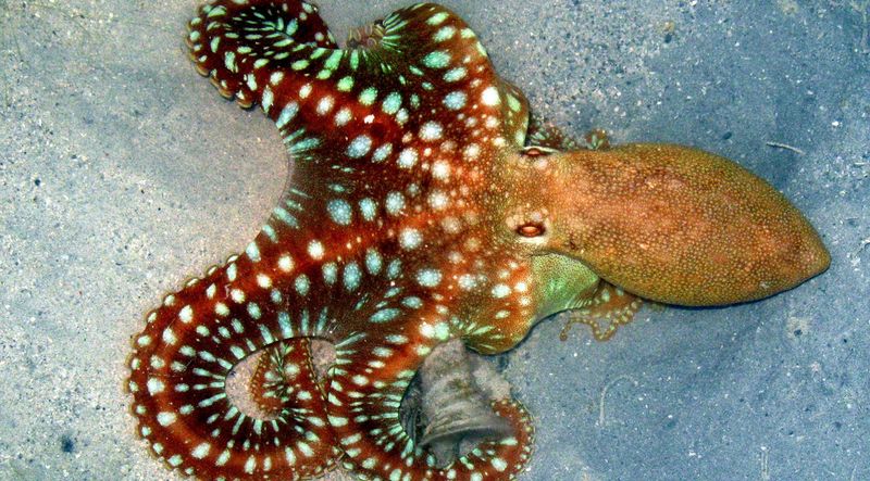 Mimic Octopus