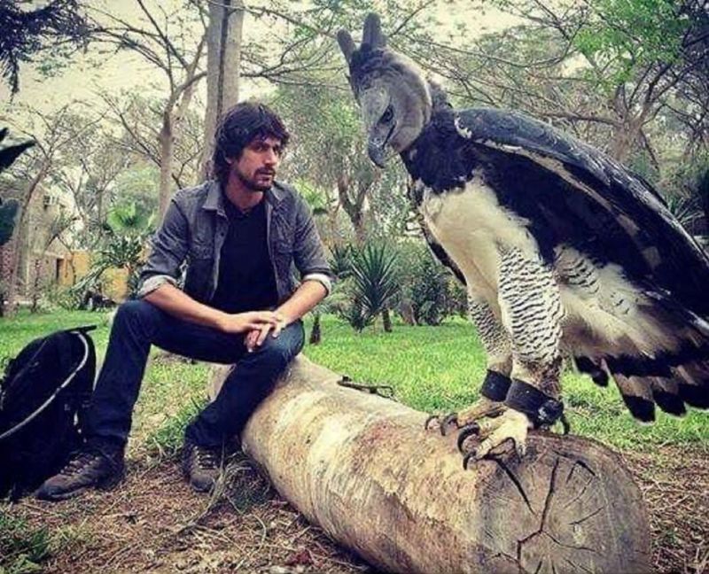 Harpy Eagle