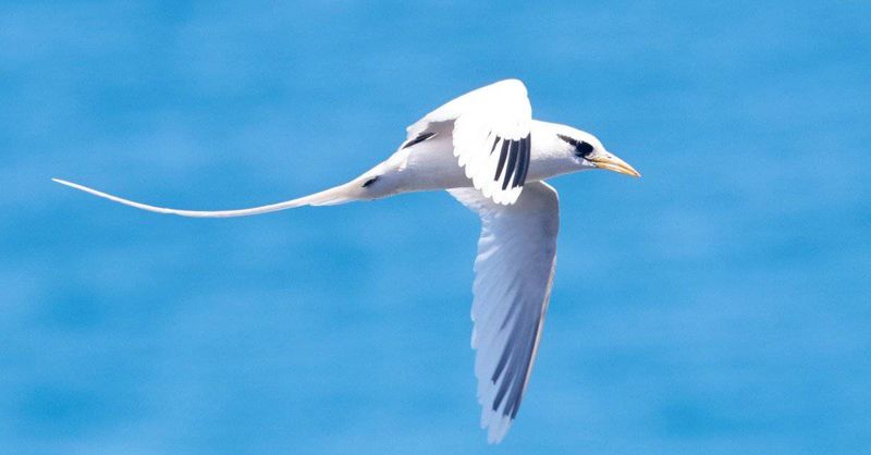 White-tailed Tropicbird