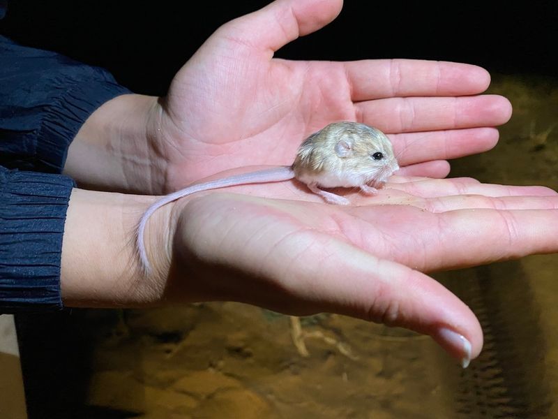 Pygmy Jerboa