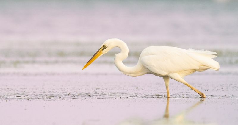 Great White Heron